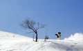 Bucovina shepherd dog standing in the snow