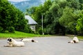 Bucovina shepherd dogs