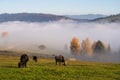 Bucovina village autumn landscape in Romania with caws and mist