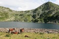 Bucura lake, Romania