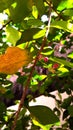 Bud of an acerola flower