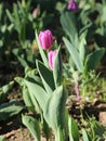 bud of alibi lilac tulip background Royalty Free Stock Photo