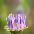 A bud of Alpine aster Aster alpinus. Beautiful purple flowers with an orange center and drops of water after rain Royalty Free Stock Photo