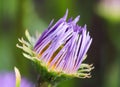 A bud of Alpine aster Aster alpinus. Beautiful purple flowers with an orange center and drops of water after rain Royalty Free Stock Photo