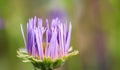 A bud of Alpine aster Aster alpinus. Beautiful purple flowers with an orange center and drops of water after rain Royalty Free Stock Photo