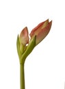 Bud Amaryllis Hippeastrum