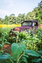 A Bud Amidst a Field of Sunflowers Royalty Free Stock Photo