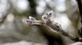 Bud of the apple tree on december