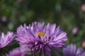 Bud of an autumn flower title Indian summer macro photo