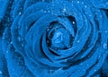 A bud of a beautiful blue rose with water drops on the petals. Close-up, macro. Drops of water glisten in the sun Royalty Free Stock Photo