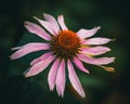 Bud of a blossom Purple coneflower (Echinacea purpurea) with fragile petals Royalty Free Stock Photo