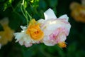 The Bud of blossoming delicate rose. Rose petals close. Luxury flower of nature. Blooming garden flowers