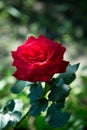 The Bud of blossoming delicate rose. Rose petals close. Luxury flower of nature. Blooming garden flowers