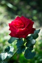 The Bud of blossoming delicate rose. Rose petals close. Luxury flower of nature. Blooming garden flowers