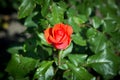 The Bud of blossoming delicate rose. Rose petals close. Luxury flower of nature. Blooming garden flowers