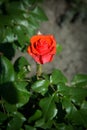 The Bud of blossoming delicate rose. Rose petals close. Luxury flower of nature. Blooming garden flowers