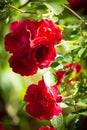 The Bud of blossoming delicate rose. Rose petals close. Luxury flower of nature. Blooming garden flowers