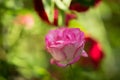 The Bud of blossoming delicate rose. Rose petals close. Luxury flower of nature. Blooming garden flowers