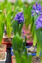 A bud of blue hyacinth blooms, vertical. Fresh natural hyacinth flower, opening flower bloom beginning Royalty Free Stock Photo