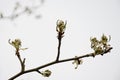 Elder buds opening in early spring Royalty Free Stock Photo