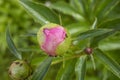 Bud of a bright pink peony close up with rain drops and ants Royalty Free Stock Photo