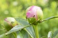 Bud of a bright pink peony close up with rain drops and ants Royalty Free Stock Photo