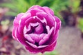 Bud of decorative purple tulip