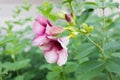 Bud of Cherries Jubilee Allamanda rosy pink flower Royalty Free Stock Photo