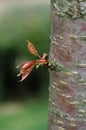 Bud on Cherry Tree Called Bigarreau Napoleon, prunus cerasus