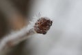 The Bud of the chestnut, covered with snowflakes closeup