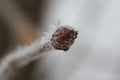 Bud of chestnut tree covered with snow closeup