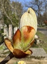 Bud of the chestnut tree in spring time Royalty Free Stock Photo