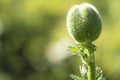 Bud of closed red poppy flower on green background Royalty Free Stock Photo