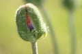 Bud of closed red poppy flower on green background Royalty Free Stock Photo
