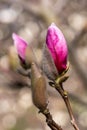 Bud closeup of a pink magnolia flower on a natural background. Spring floral natural background, selective focus, vertical photo. Royalty Free Stock Photo