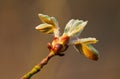 Bursting bud of Conker tree Royalty Free Stock Photo