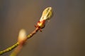 Bursting bud of Conker tree Royalty Free Stock Photo