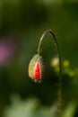 The bud of a corn poppy in the opium poppy field breaks open Royalty Free Stock Photo