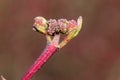 Bud of Cornus alba, the red-barked, white or Siberian dogwood in spring time Royalty Free Stock Photo