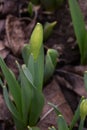 Bud daffodil colorful flowers floaing on a background