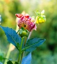 Bud dahlia in garden Royalty Free Stock Photo