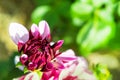 Bud of dahlia on a green blurry background. Royalty Free Stock Photo