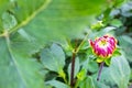 Bud of dahlia on a green blurry background. Royalty Free Stock Photo