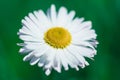 Bud daisy camomile closeup Royalty Free Stock Photo