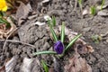 Bud of dark purple Crocus vernus Royalty Free Stock Photo