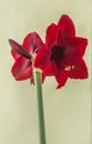 Bud dark-red Hippeastrum (amaryllis) \'Arabian night