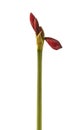 Bud dark-red Hippeastrum (amaryllis) \'Arabian night