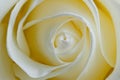 Bud delicate white rose closeup Royalty Free Stock Photo