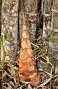 Bud of Dendrocalamus giganteus in the city park