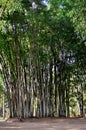 Dendrocalamus giganteus growing in the city park